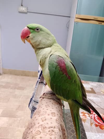 Female Alexendrine Parrot for Sell