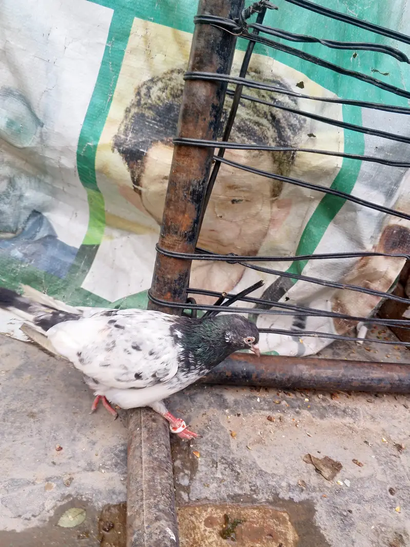 bhot acha kabuter ha — photo 2