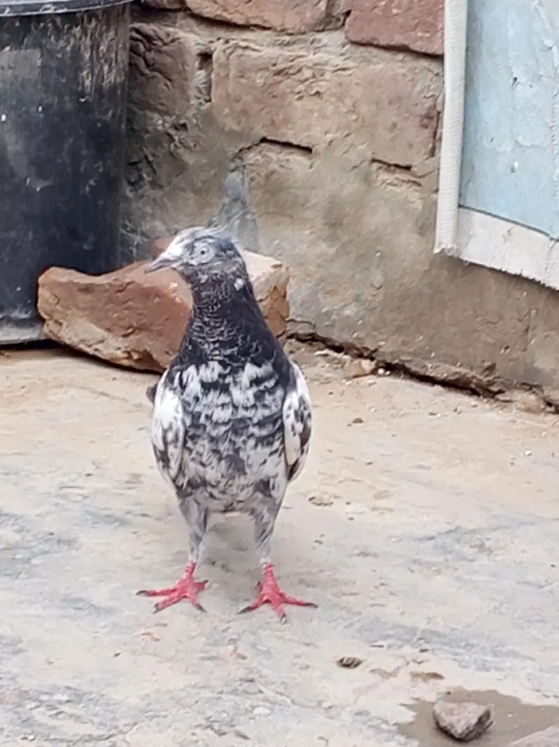 bhot acha kabuter ha — photo 7