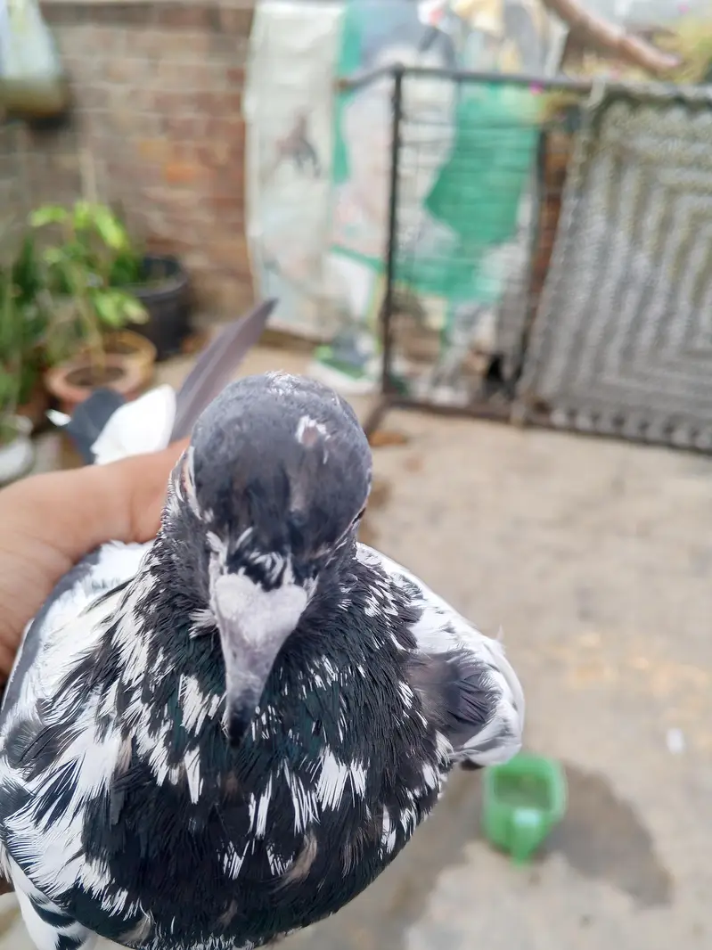 bhot acha kabuter ha — photo 8