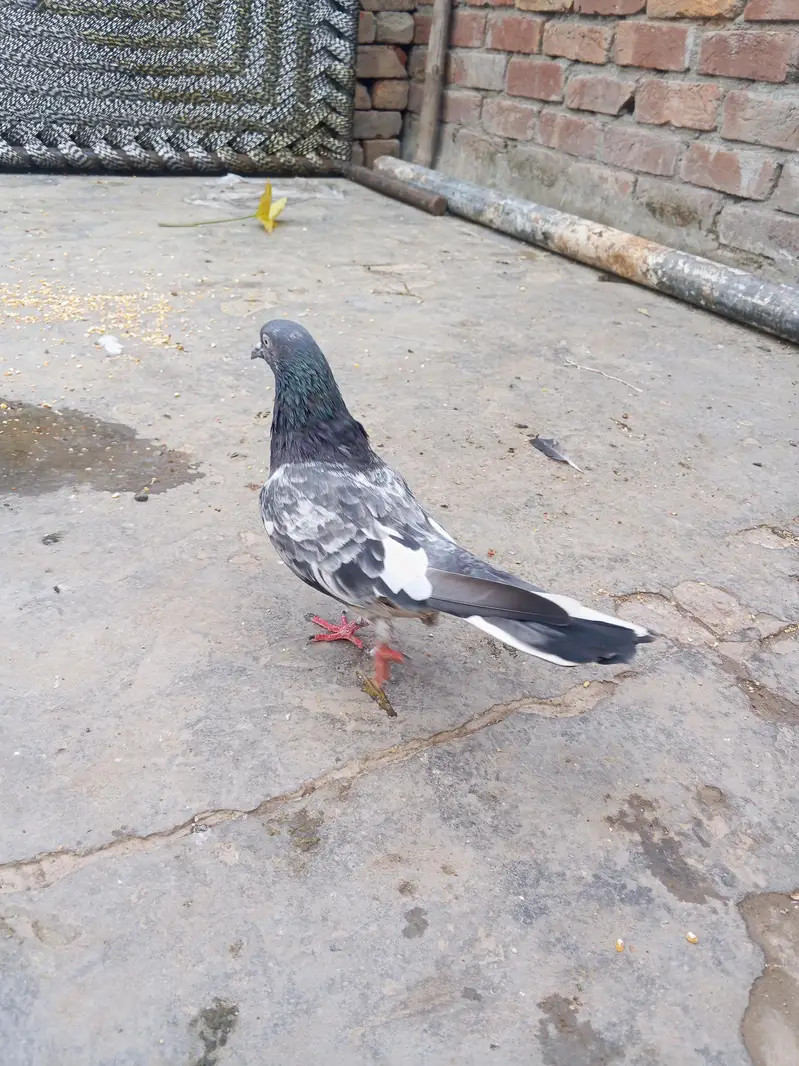 bhot acha kabuter ha — photo 11