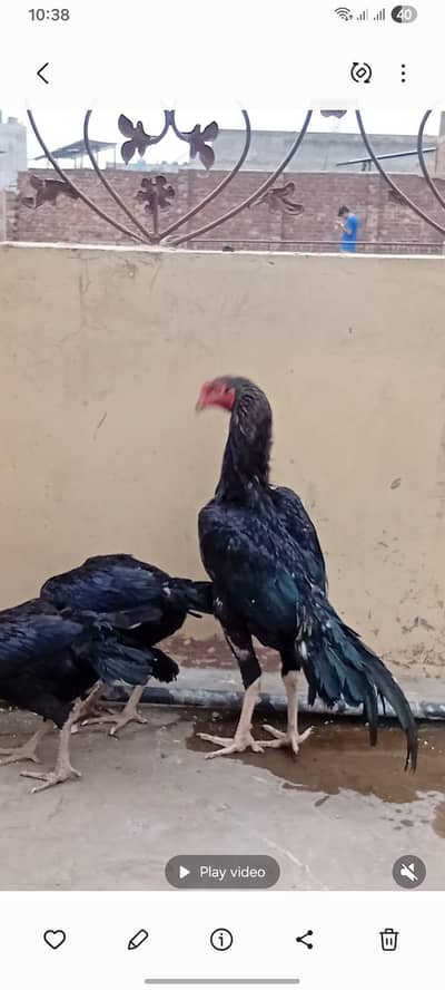 Mianwalu aseel or Lasani aseel pathy