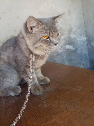 male cat