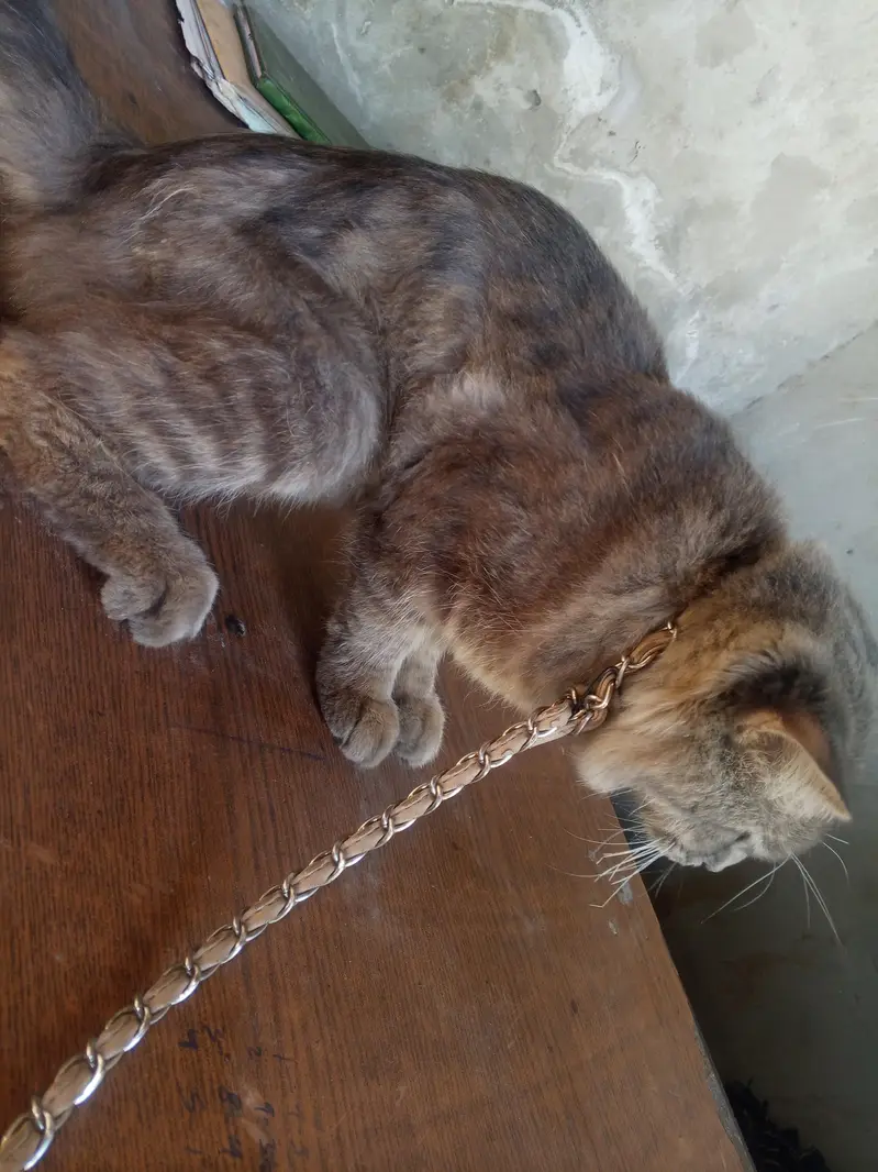 male cat — photo 2