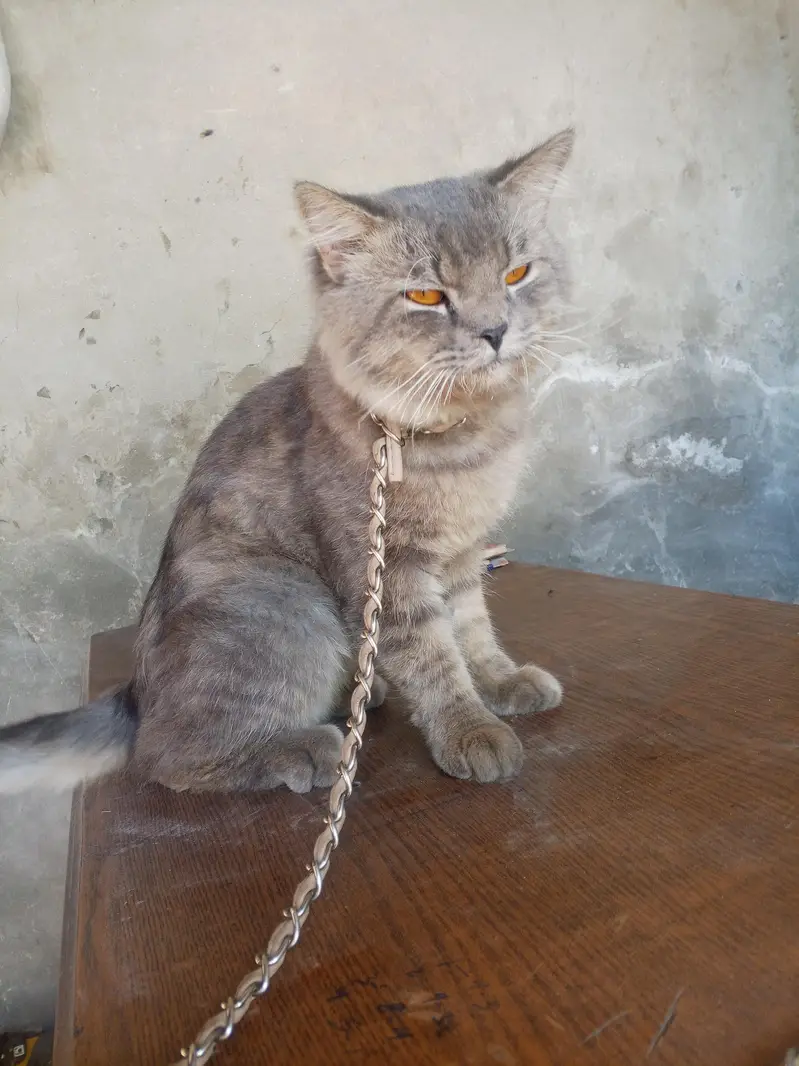 male cat — photo 3