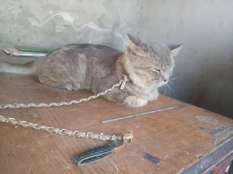 male cat — photo 4
