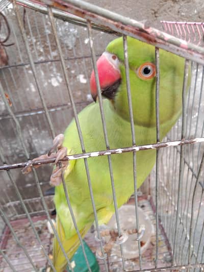 Green paroot for sale