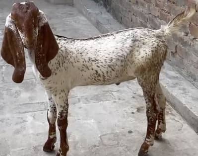 Makhi chenaa bacha for sale