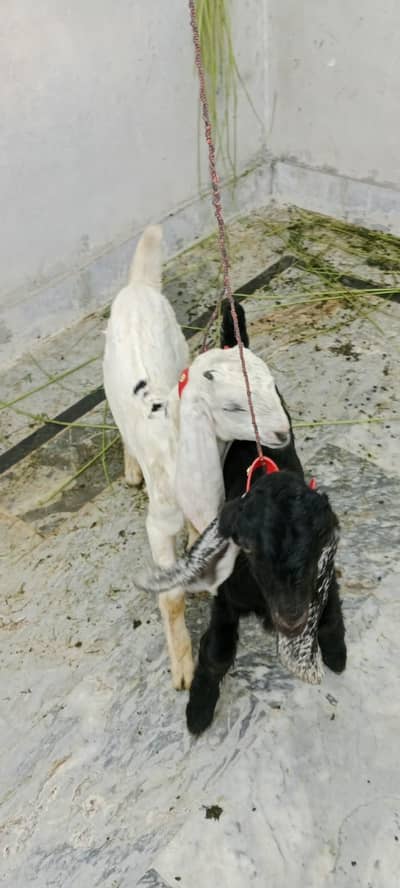 Bakra for Sale (2 males)
