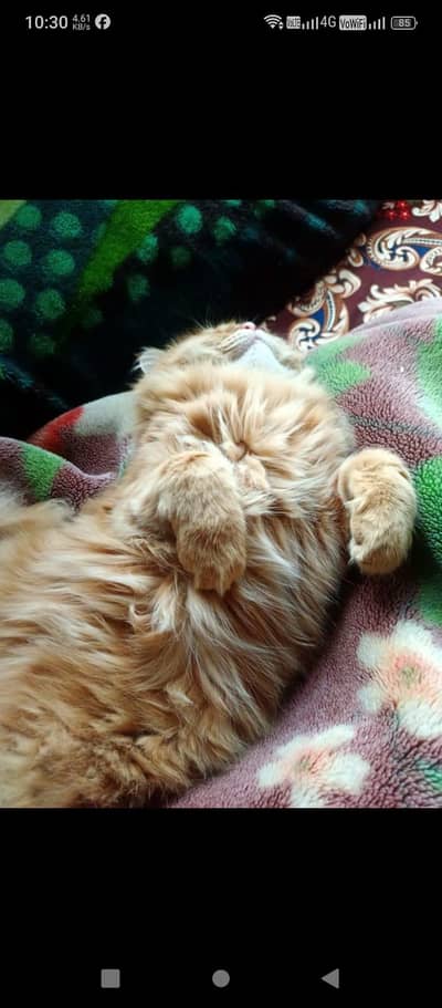 4 Persian kittens with father mother