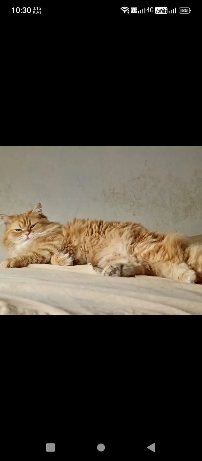 4 Persian kittens with father mother — photo 2