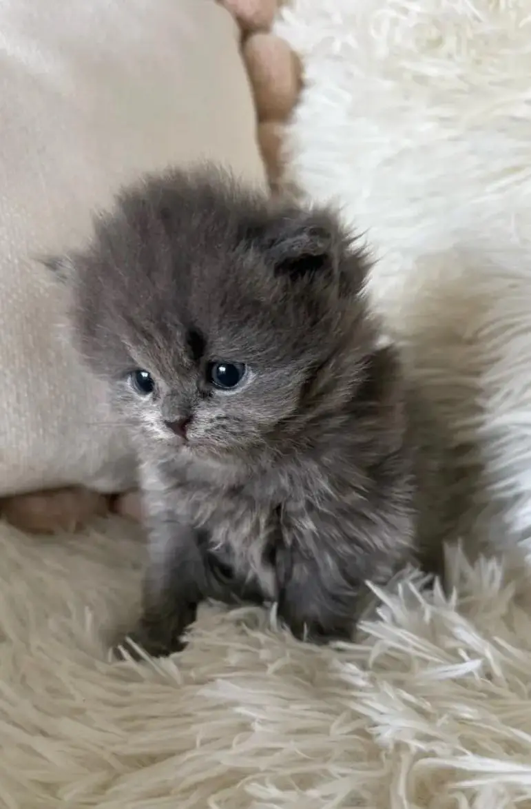 4 Persian kittens with father mother — photo 3