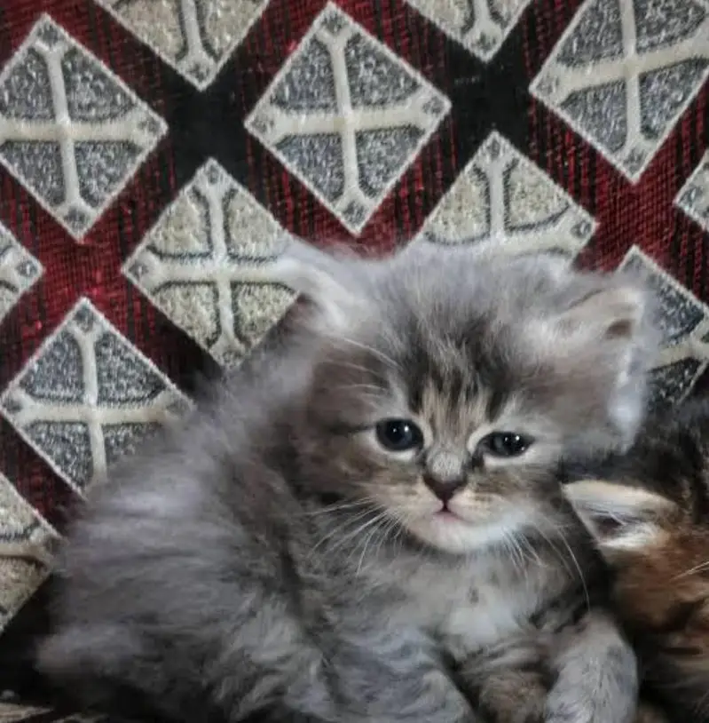 4 Persian kittens with father mother — photo 4