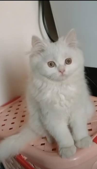 Persian