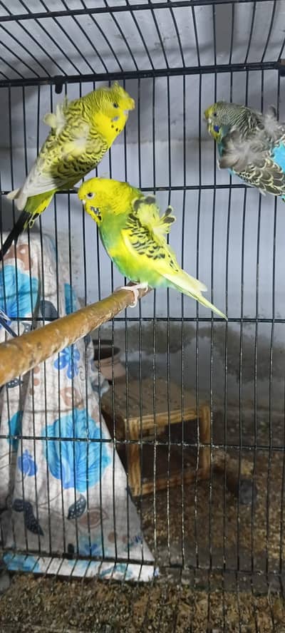 dominet pied HOGOROMO DOUBLE FLOWER FEMALE