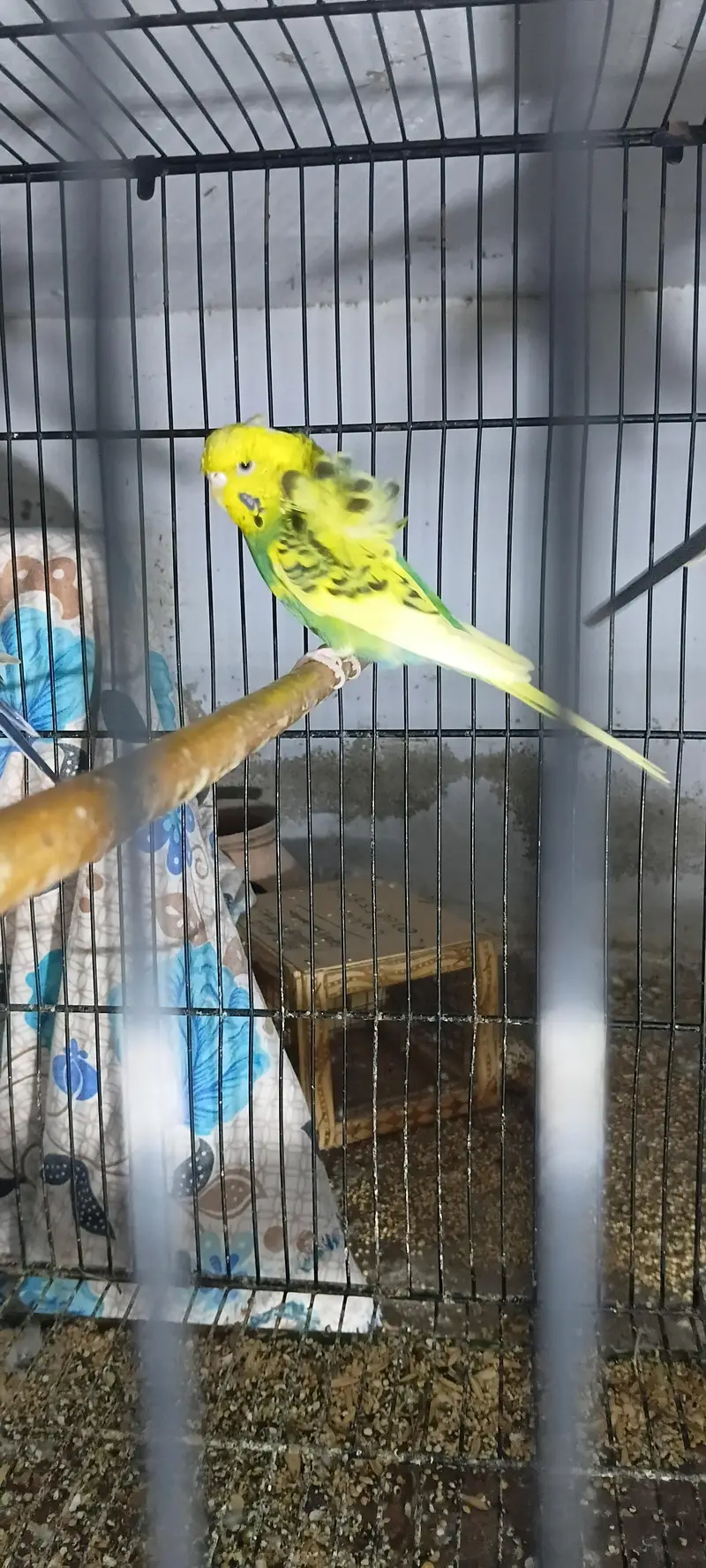 dominet pied HOGOROMO DOUBLE FLOWER FEMALE — photo 2