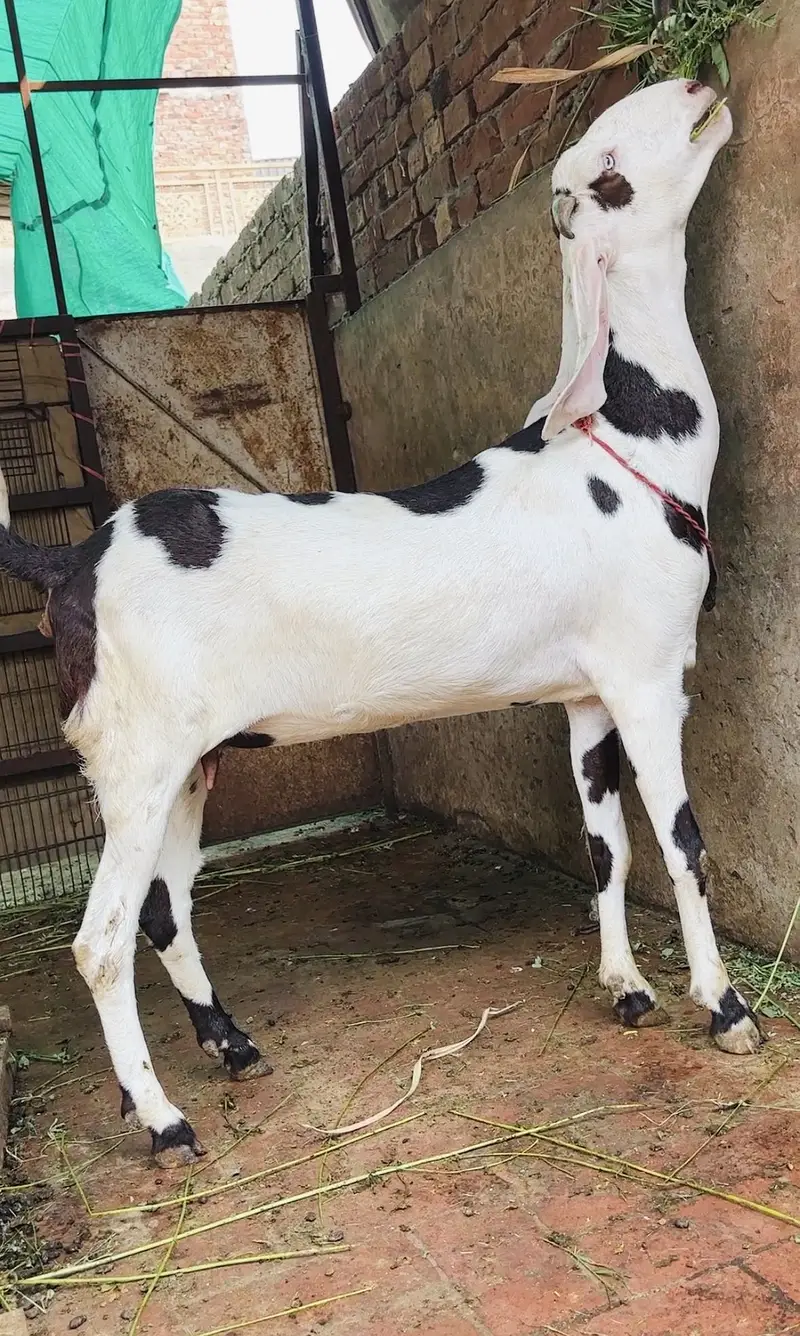 pure gulabi ablak 2  dant path — photo 2