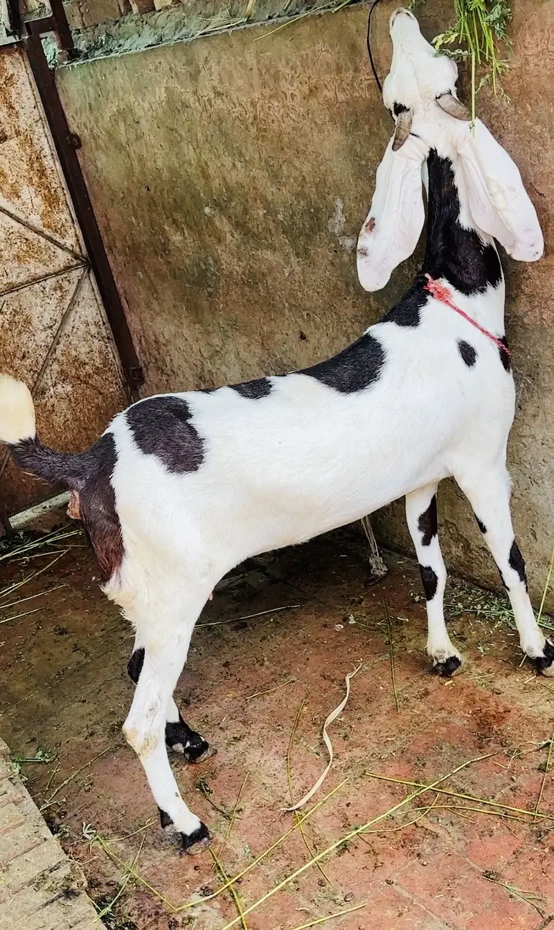 pure gulabi ablak 2  dant path — photo 3