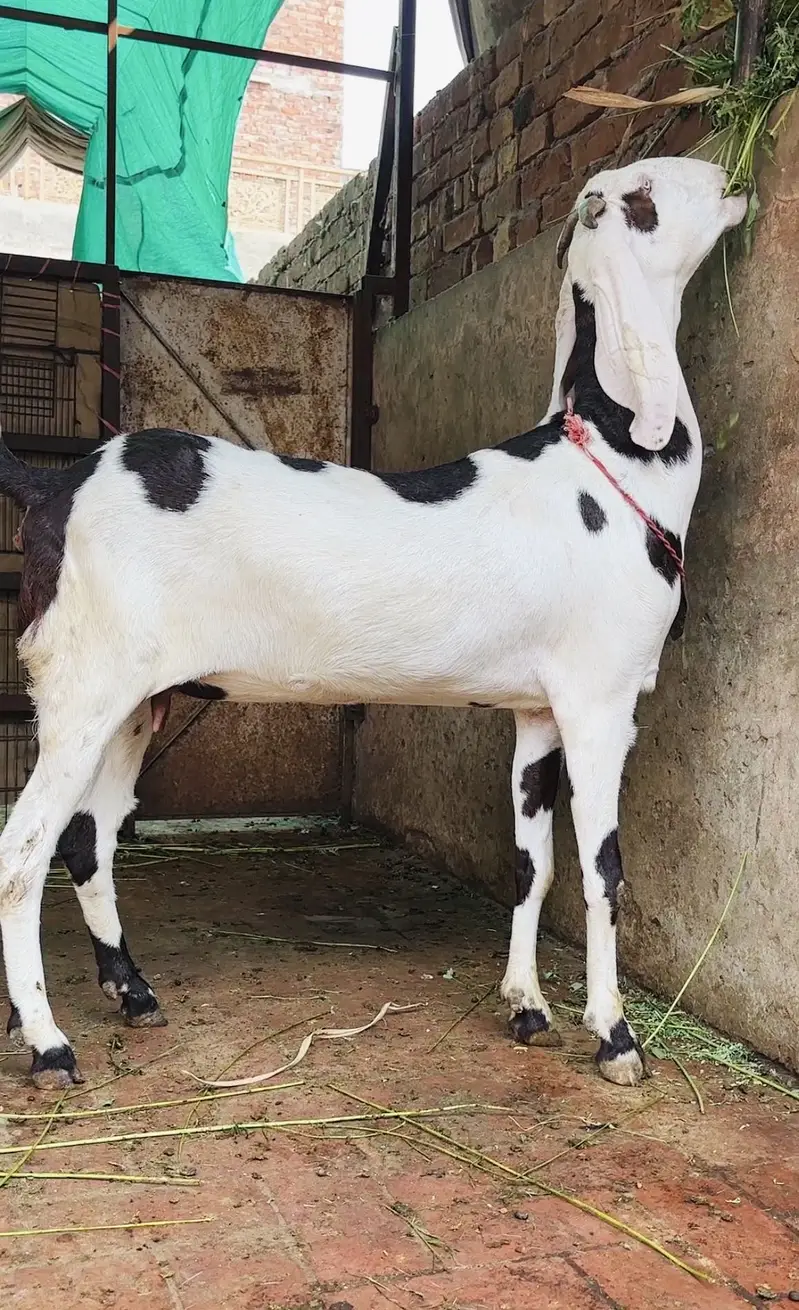 pure gulabi ablak 2  dant path — photo 4