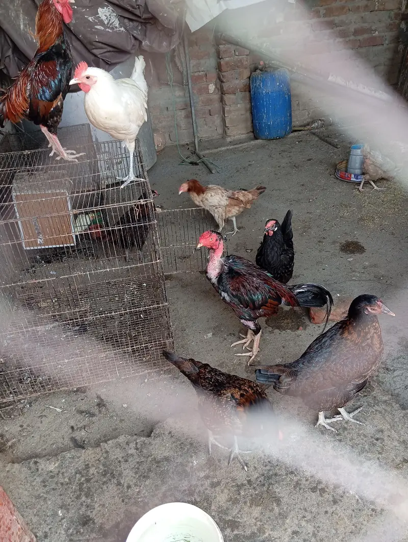 Desi murgi andey deny wali — photo 2