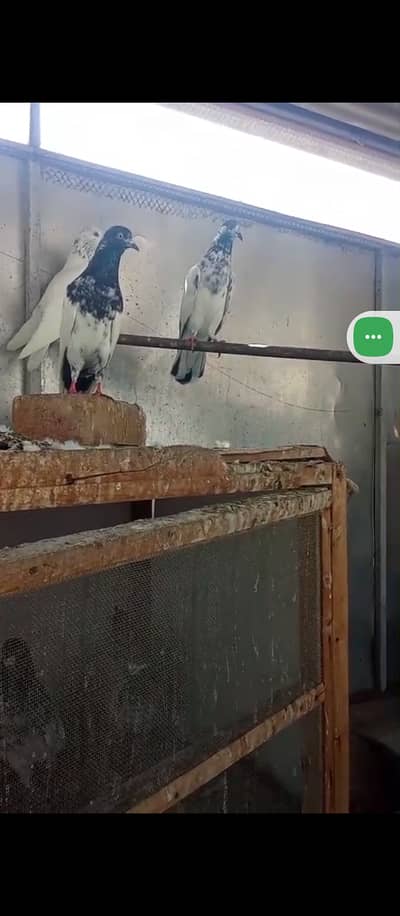 Pigeon available