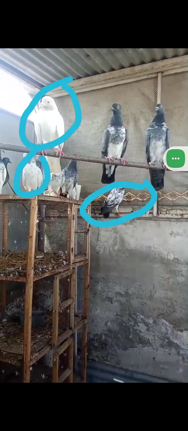 Pigeon available — photo 2