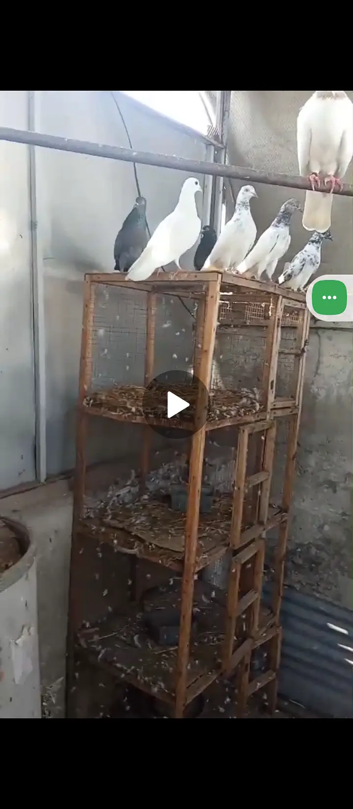 Pigeon available — photo 3
