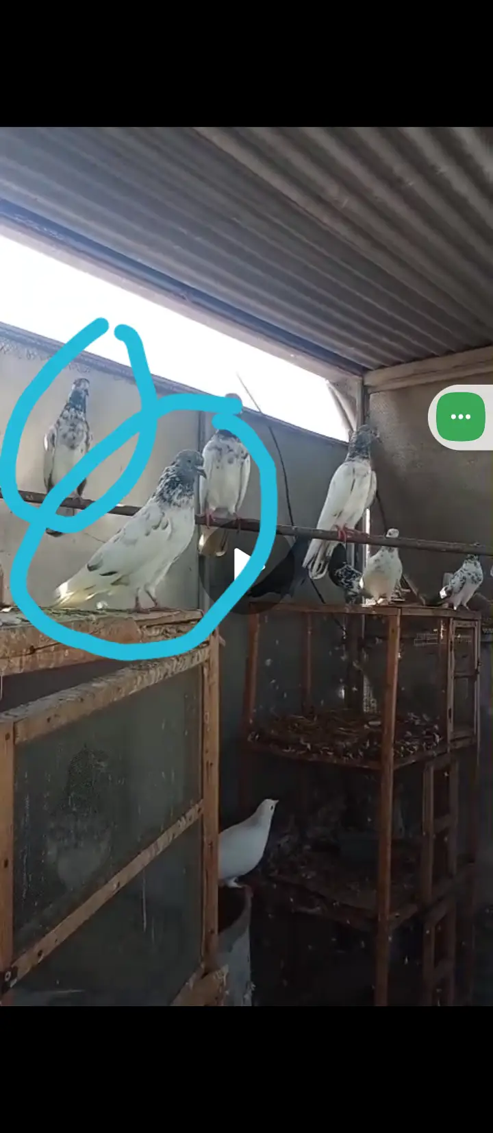 Pigeon available — photo 4