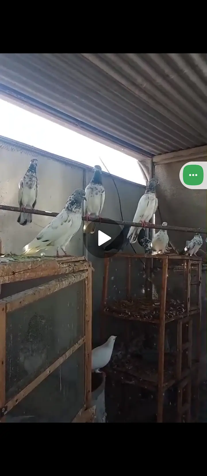 Pigeon available — photo 5