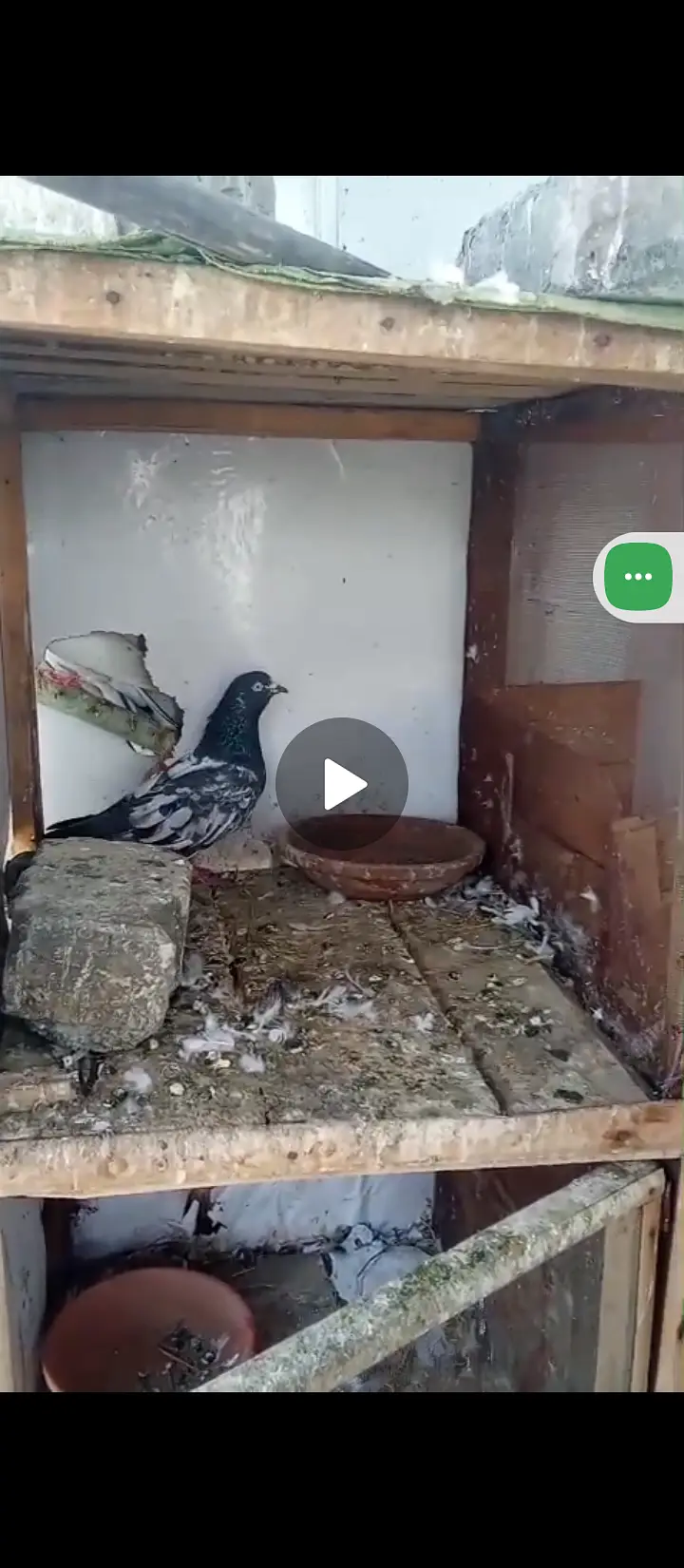 Pigeon available — photo 6