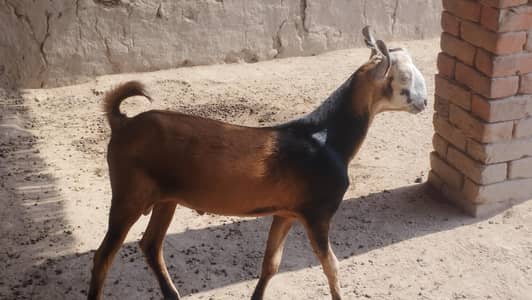 barbari Bakra