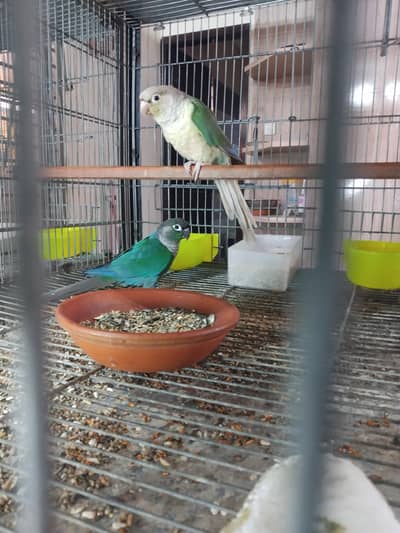 blue turquoise/torquoise conure pairs available