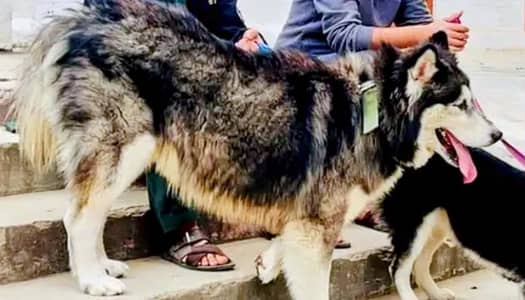 HUSKY