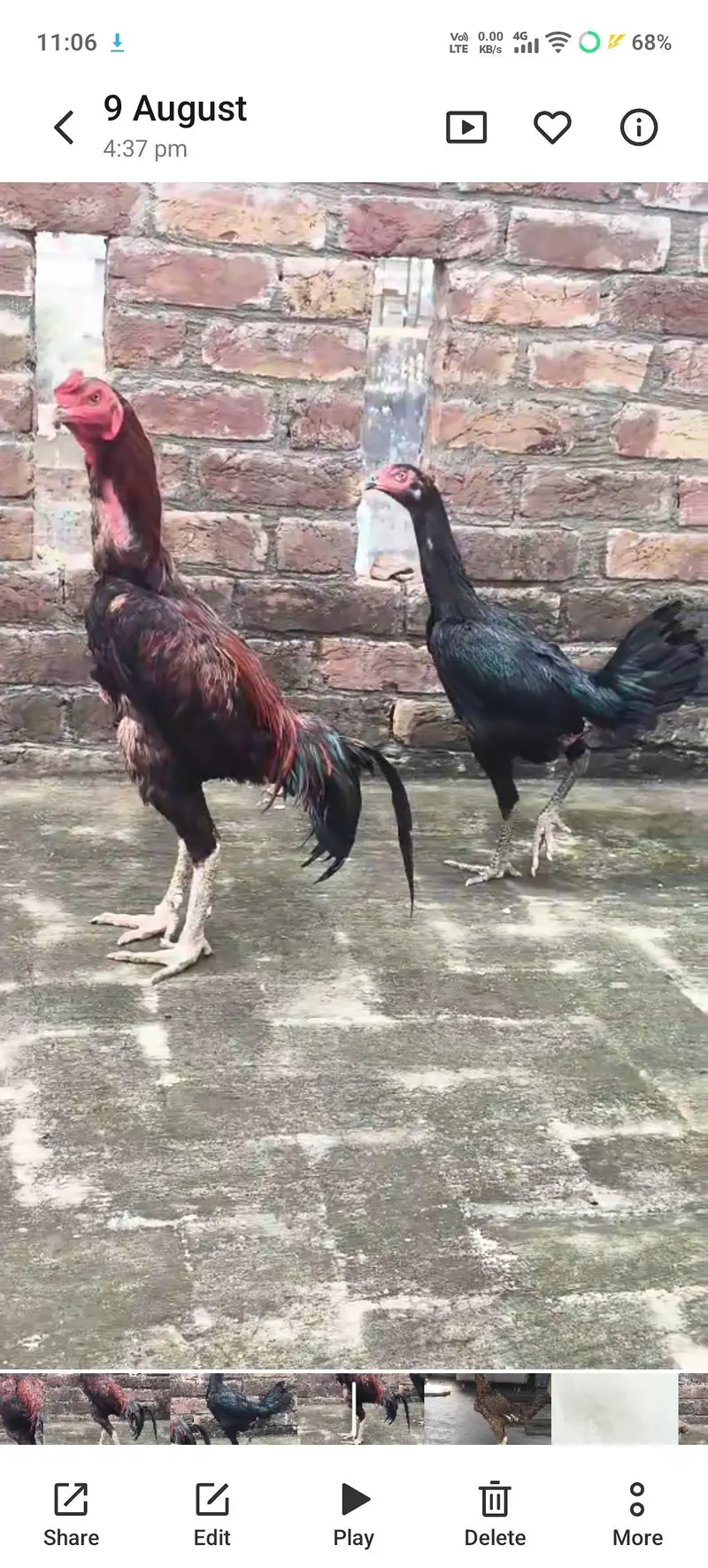Male pure vait and female turkish +burmi — photo 2