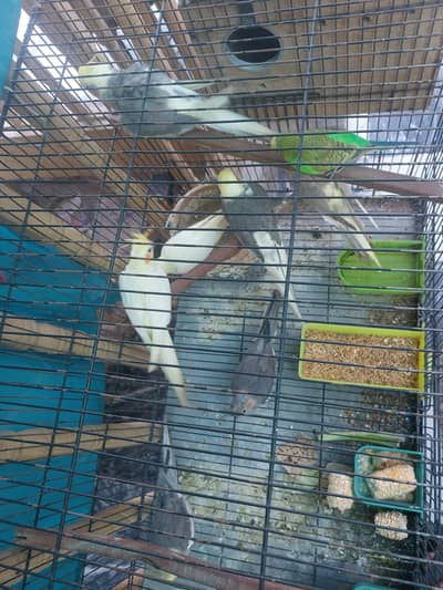 cockatiel parrots