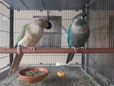 blue turquoise/torquoise conure pair available parrot