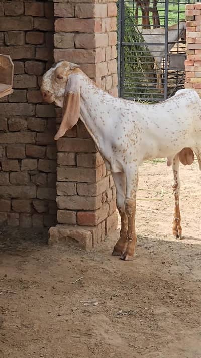 Makkah Chini Bakra Urgent = 03266929294