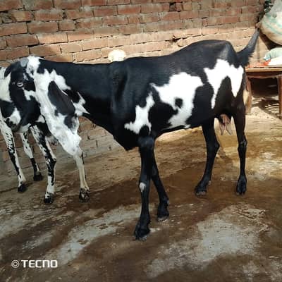 Ambersari gaban bakri