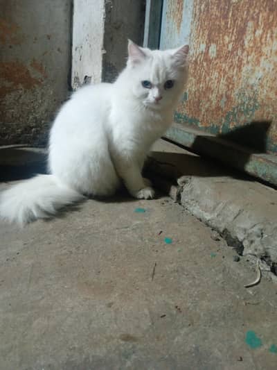 Persian Cat For Sale Blue Eyes Whatsapp 03259354787