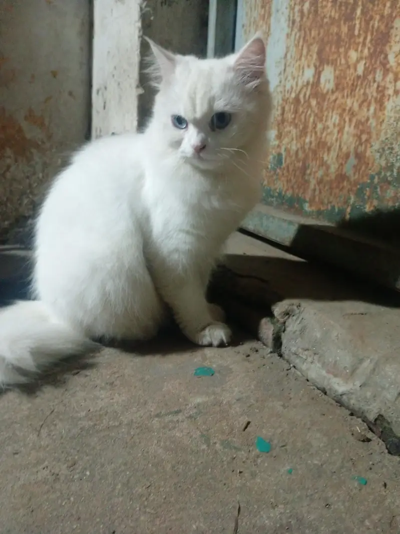 Persian Cat For Sale Blue Eyes Whatsapp 03259354787 — photo 2