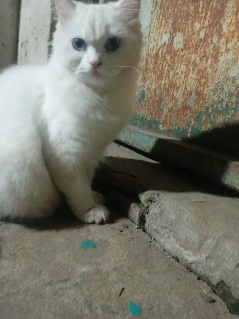 Persian Cat For Sale Blue Eyes Whatsapp 03259354787 — photo 3