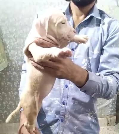 Extreme American Bully Puppies