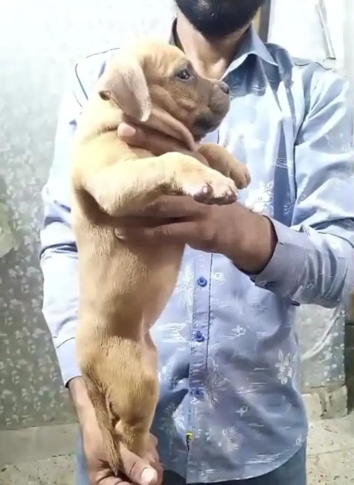 Extreme American Bully Puppies — photo 2