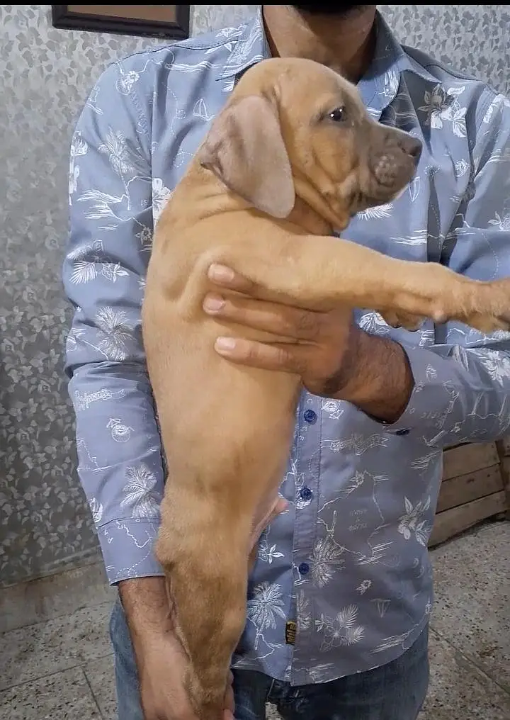 Extreme American Bully Puppies — photo 3