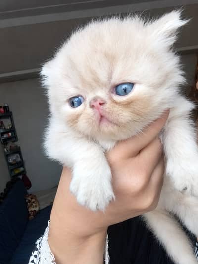 Persian Kittens || Peki Face || Cats for Sale || Pure Persian