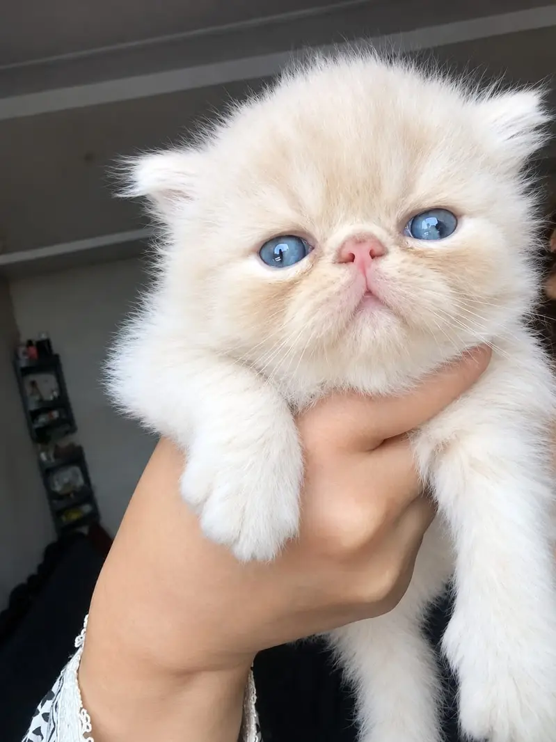 Persian Kittens || Peki Face || Cats for Sale || Pure Persian — photo 2