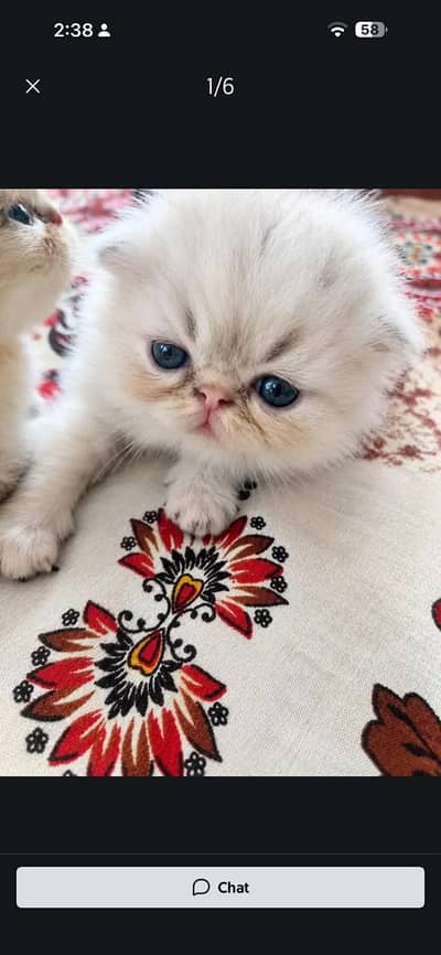 Persian Kittens || Peki Face || Cats for Sale || Pure Persian