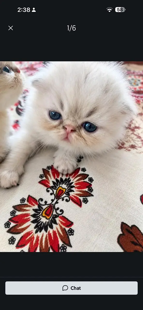 Persian Kittens || Peki Face || Cats for Sale || Pure Persian — photo 3