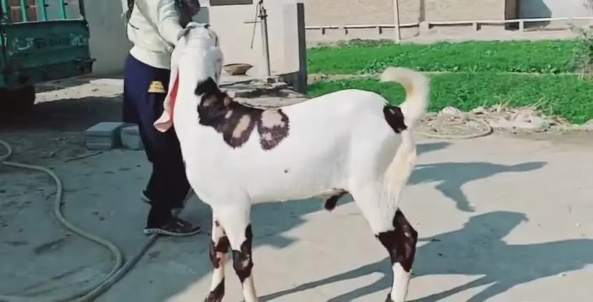 Bakra for sale call me 03263223419 — photo 2
