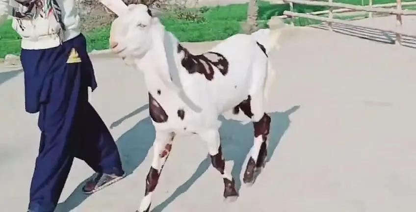 Bakra for sale call me 03263223419 — photo 3